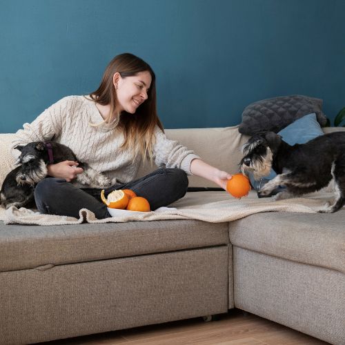 couch covers for dogs