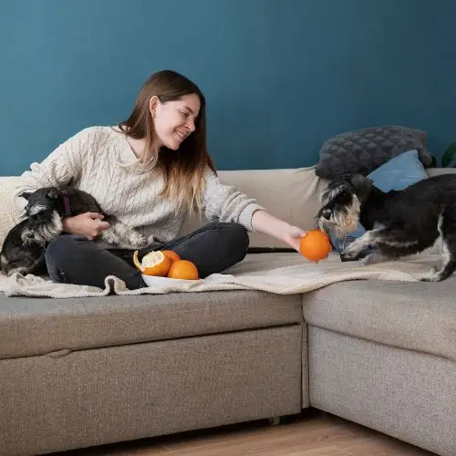 couch covers for dogs